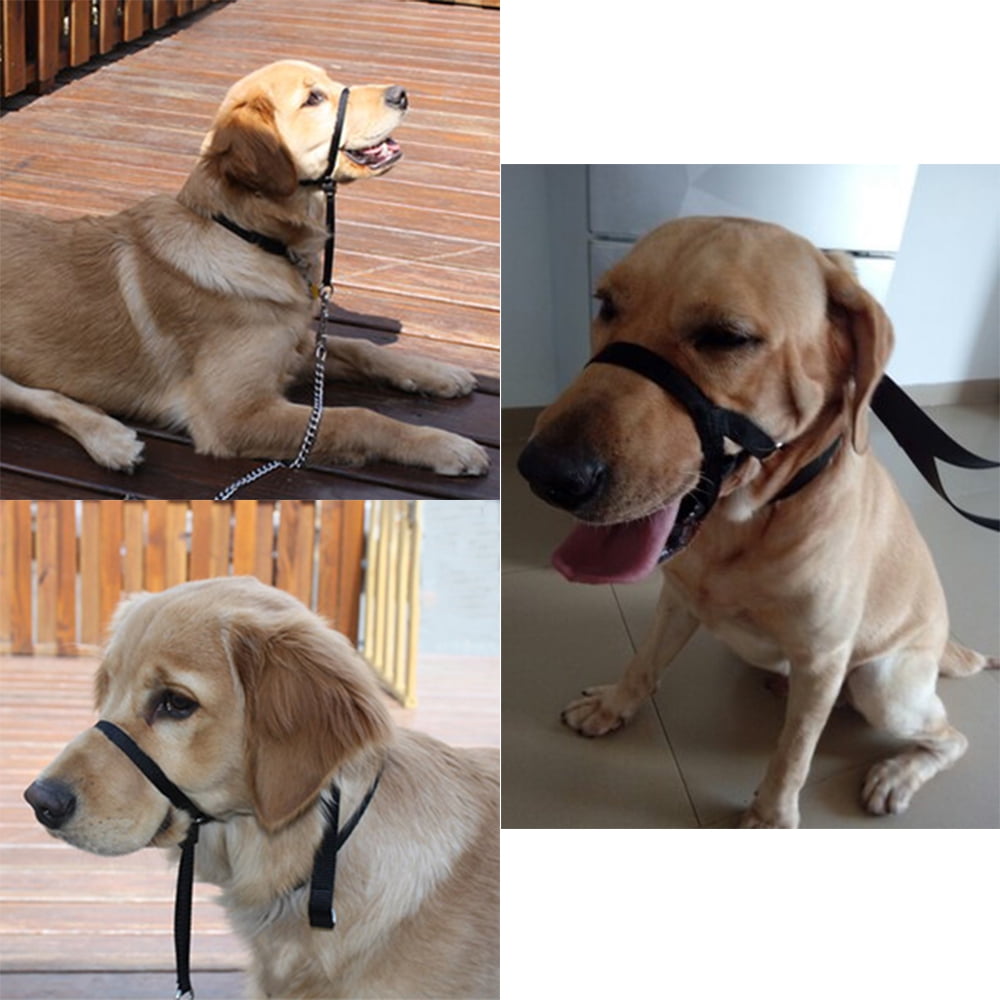 Headcollars Pet Supplies Control Training Collars GOGO Head Collar No