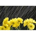 thumbnail image 1 of Posterazzi DPI1788351LARGE Raining On Yellow Daisies Poster Print by Natural Selection Craig Tuttle, 36 x 24 - Large, 1 of 1