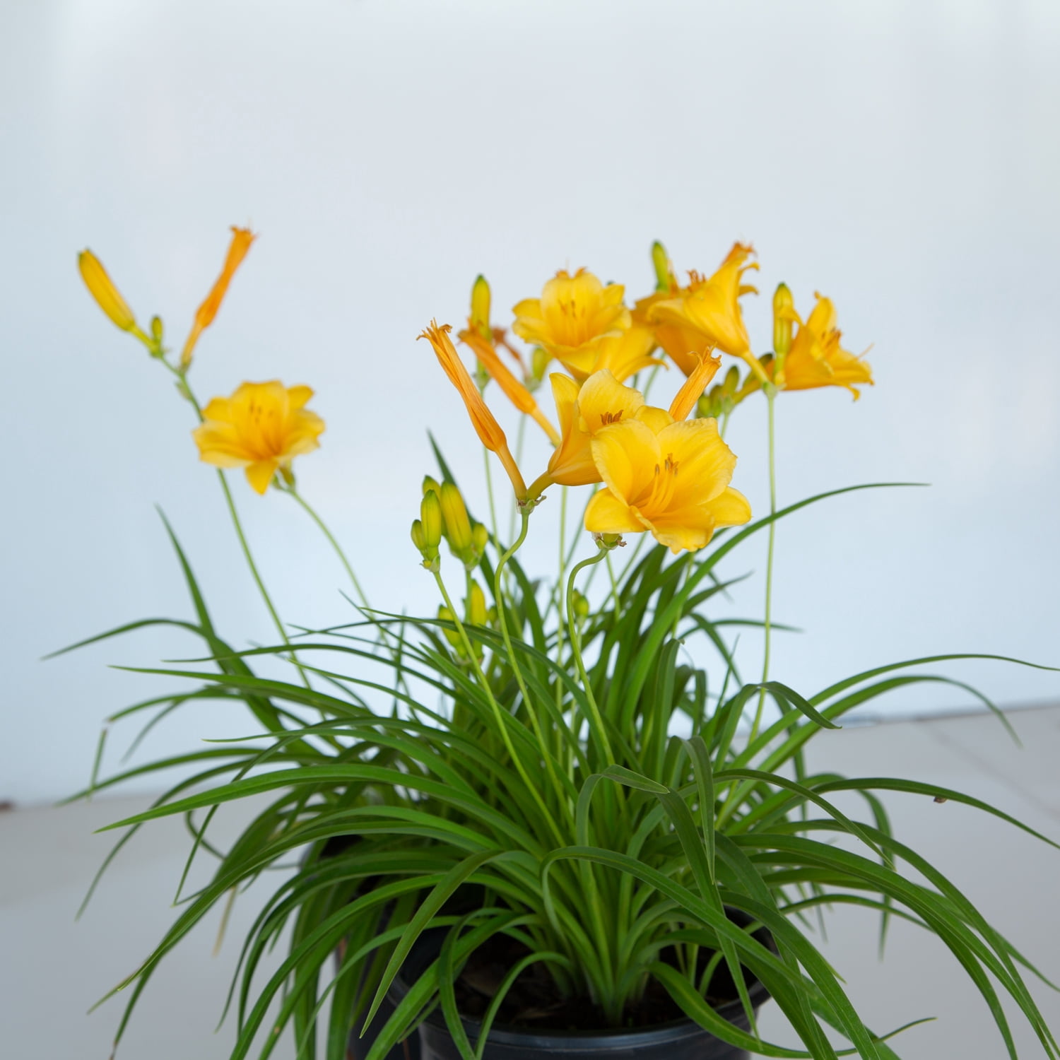 Expert Gardener Stella De Oro Daylily Live Outdoor Plant, 2.5 qt Grower Pot, Yellow Blooming Perennial, Full Sun
