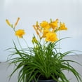 thumbnail image 4 of Expert Gardener Stella De Oro Daylily (2.5 Quart) Yellow Blooming Perennial - Full Sun Live Outdoor Plant, 4 of 9