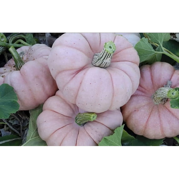 Porcelain Princess Pumpkin Seeds for Planting (10 Seeds)