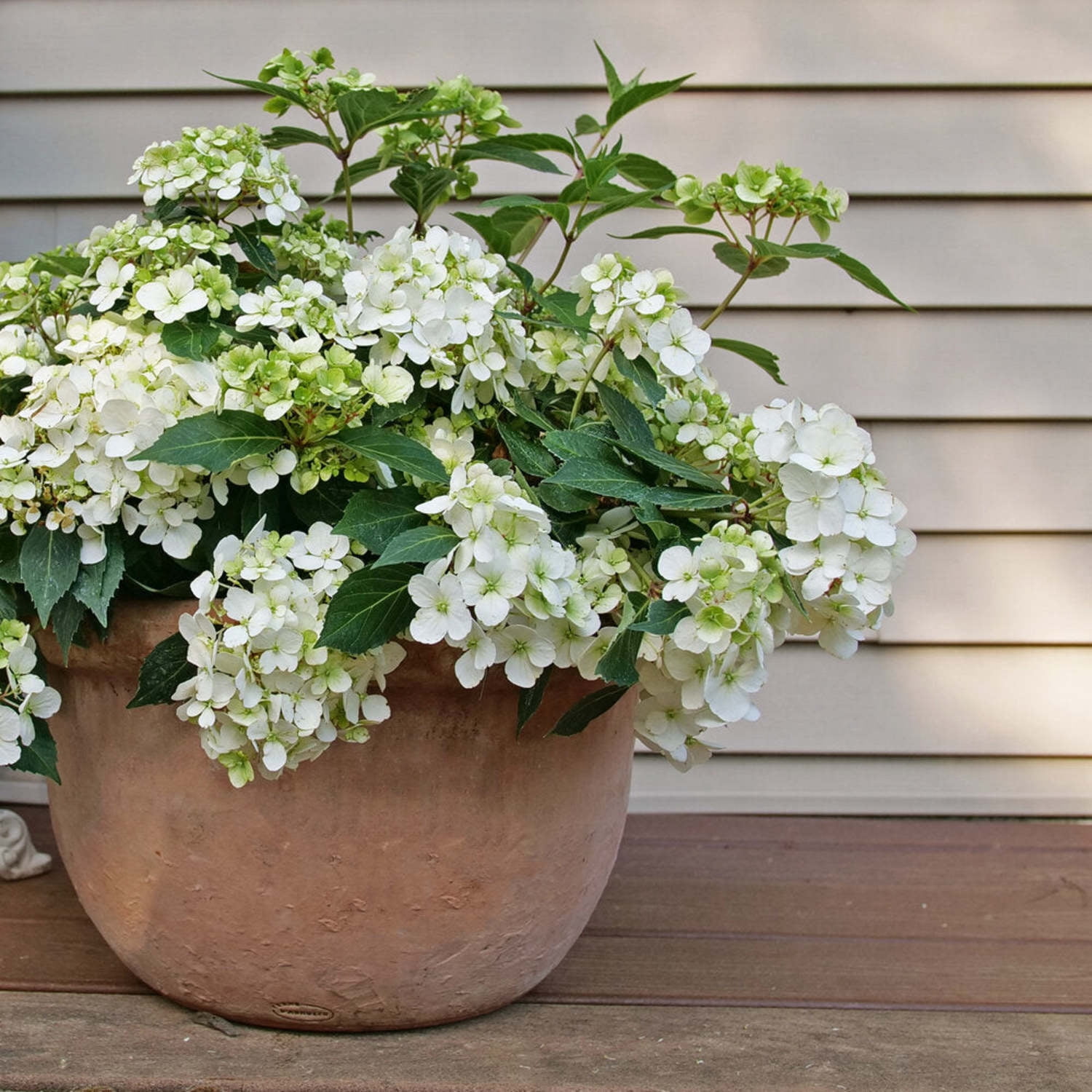Proven Winners ColorChoice 5" Fairytrail White Cascade Hydrangea Live Plant in 4.5" Pot (4 Count)