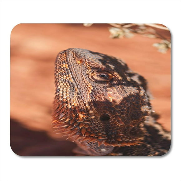 JSDART Australia Orange Wild Bearded Dragon Against Red Ochre Mousepad Mouse Pad Mouse Mat 9x10 inch