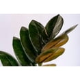 thumbnail image 4 of Super Nova Black ZZ Plant - Zamioculcas - 5" Pot - Collector's Series, 4 of 4