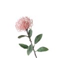 thumbnail image 2 of SPRING PARK 1Pc Artificial Fake Silk Flower Australian Native Protea Pincushion Flower, 2 of 7