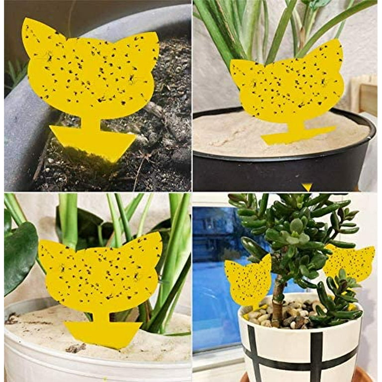 large indoor cactus plants Buy Large Natural Looking Artificial Cactus Plant  NCYPgarden
