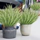 thumbnail image 1 of Plantas colgantes artificiales - Decoración de plástico exterior e interior en pack de 10 para jardines, porches, terrazas, bodas, casas de campo - 33cm (12,99in), 1 of 6
