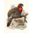 thumbnail image 3 of Joseph Smit 19x24 Black Modern Framed Museum Art Print Titled - Ceriornis Melanocephala. (1872), 3 of 5