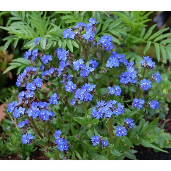 Blue Angel Forget Me Not Perennial Plant - Anchusa - 4" Pot