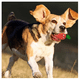 thumbnail image 4 of Juguetes De Cuerda Para Perro Morder Paquete De 7 Piezas Lab.G, Multicolor, 4 of 5