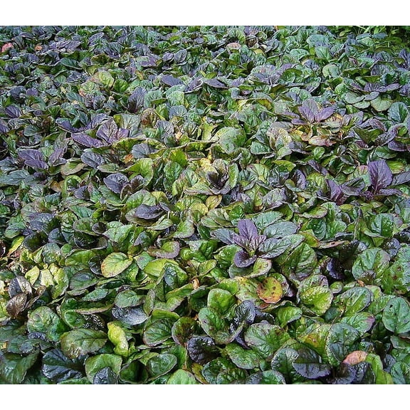 Black Scallop: Ajuga reptans - Three 4 Inch Pots--3 PLANTS