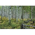 thumbnail image 2 of Larry Malvin 18x13 Gallery Wrapped Canvas Wall Art Titled - Aspen Grove II, 2 of 4