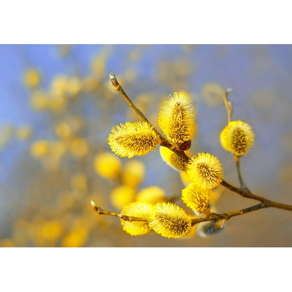 Gold Pussy Willow Tree Cuttings to Plant - Grow Stunning Weeping Catskin Willow Trees