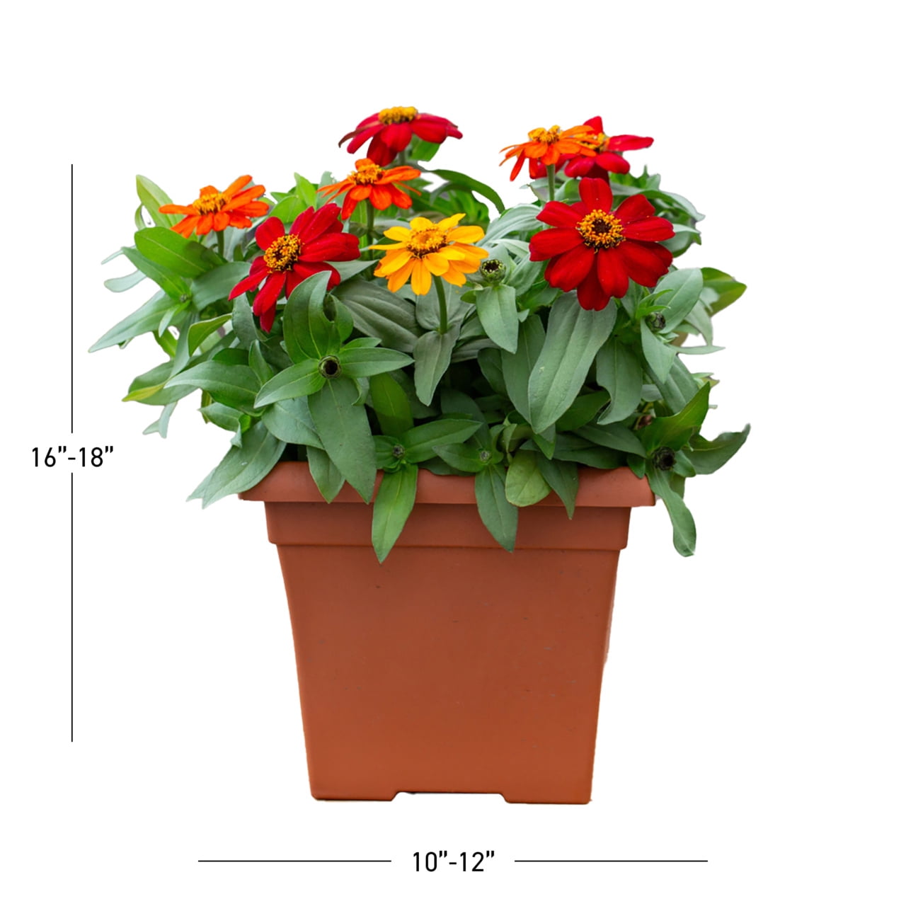 Expert Gardener 1 gal Multicolor Zinnia Live Annual Plant