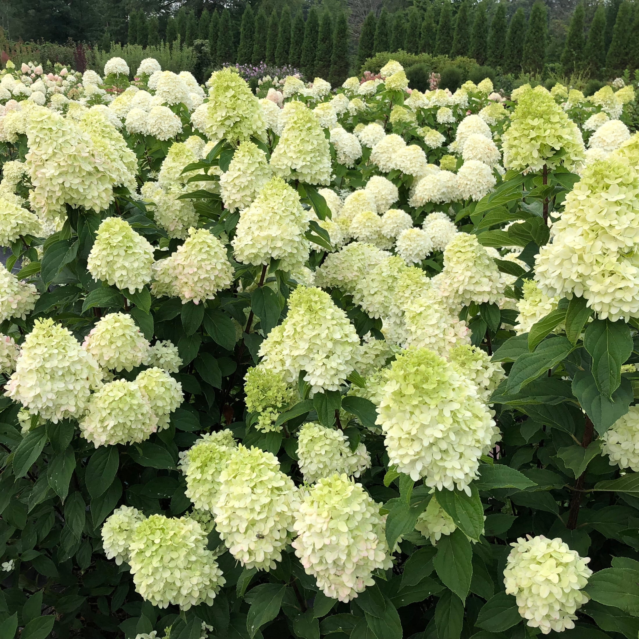 Proven Winners ColorChoice 5" Limelight Prime Panicle Hydrangea Live Plant in 4.5" Pot (4 Count)