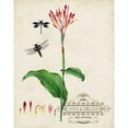 thumbnail image 3 of Vision Studio 12x14 Black Modern Framed Museum Art Print Titled - Canna and Dragonflies II, 3 of 5