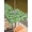Green Beige, variant on Outdoor Tablecloth with Umbrella Hole and Zipper, St. Patrick's Day Rectangle Table Cloth 60x120 Inch Waterproof Tablecloth, Spring Green Lucky Irish Clovers Picnic Table Cover for Patio Camping