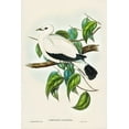 thumbnail image 2 of Gould, John 17x24 Gold Ornate Wood Framed with Double Matting Museum Art Print Titled - Torres Strait Fruit Pigeon-Carpophaga luctuosa, 2 of 4