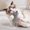 10Pcs Cute Cat Squeaky Product Under $5 a2, variant on 10Pcs Squeaky Cat Product, Vacemry Cute Cats Shape Squeaky Pet Product, Soft Crystal Fabric Plush Squeak Sounds Product, Interactive Plaything for Cats Small Dogs, Kitten Puppy Indoor Fun Products,
