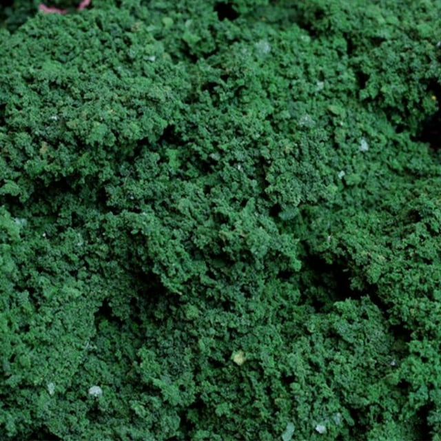 Material para hacer maquetas de árboles, dioramas de paisajes, juguetes, arbustos, arbustos con mechones. Verde oscuro 40g
