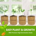 thumbnail image 4 of Bonsai Tree Kit, Bonsai Starter Kit with Seeds & Tools, Tree Live Plants Indoor, Gardening Gifts for Women Men Mom Father Plant Lover, Birthday Thanksgiving, 4 of 12