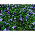 thumbnail image 1 of Greenwood Nursery: Live Ground-Cover Plants - Vinca Minor + Lesser/Dwarf Periwinkle - [Qty: 50 Bare Roots] - (Click for Other Available Plants/Quantities), 1 of 1