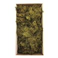 thumbnail image 1 of 8-9 oz Green Wolf Lichen Moss, 1 of 1
