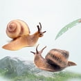 thumbnail image 3 of Figuras de caracol en miniatura, modelo de caracol para decoración de micropaisaje de jardín de hadas, 2 uds., 3 of 5