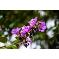 thumbnail image 3 of 35 LILAC Light Purple CREPE MYRTLE Lagerstroemia Indica Flowering Shrub Bush Small Tree Seeds, 3 of 11