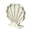 F, variant on Seashells Holders Seashells Display Box for Teeth Starfishs Collection Small Shadows Box Beach Coastal Homes Decors