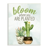 Stupell Industries Bloom Where You Are Planted Cactus Succulent Graphic Art Unframed Art Print Wall Art, Design by Kim Allen