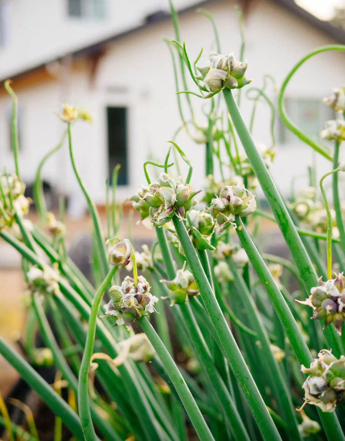 100 Onion Seeds Top Sets Egyptian Walking Onions for Planting, Onion Perennial Seeds for Outdoor Garden