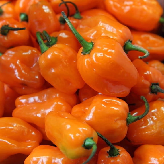Habanero Pepper Seeds to Plant - 30  Seeds - HOT, Tasty, and Nutritious. Add Amazing Flavor. Made in USA. Ships from Iowa