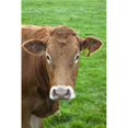 thumbnail image 1 of Posterazzi DPI1868781LARGE A Cow Poster Print, 24 x 38, 1 of 1
