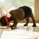 thumbnail image 2 of Padre de perrito Banda lavable Pañal para perros Del perro Bequeo envoltura pañal reutilizable PETO, 2 of 4