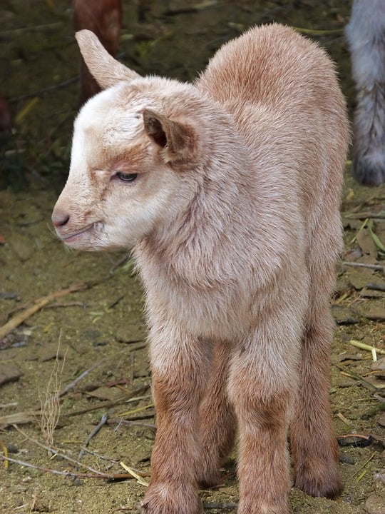 goat teddy