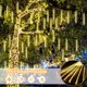 thumbnail image 3 of Luces de Lluvia de Meteoritos, 30cm, 10 Tubos 240 Luces LED de Carámbano Impermeable, Luces de Lluvia Que Caen, para Decoración de Árbol, Aleros, Techo, Patio, Jardín (Blanco Cál, 3 of 5