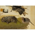 thumbnail image 3 of Ferdinand von Wright 18x14 Black Modern Framed Museum Art Print Titled - Rodents (1893), 3 of 5