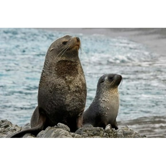 South Georgia Island. Mother fur seal and pup Poster Print by Jaynes Gallery (17 x 11)