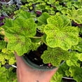 thumbnail image 6 of Pelargonium peltatum, Crocodile, Ivy Geranium, Ivy Leaved Geranium - Pot Size: 4.5in - Flowers, 6 of 6