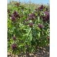 thumbnail image 2 of Plant Good Seed Siam Queen Thai Basil Seeds: 250 Seed Packet, Full Sun Perennial, Organic AAS Winner, 2 of 8
