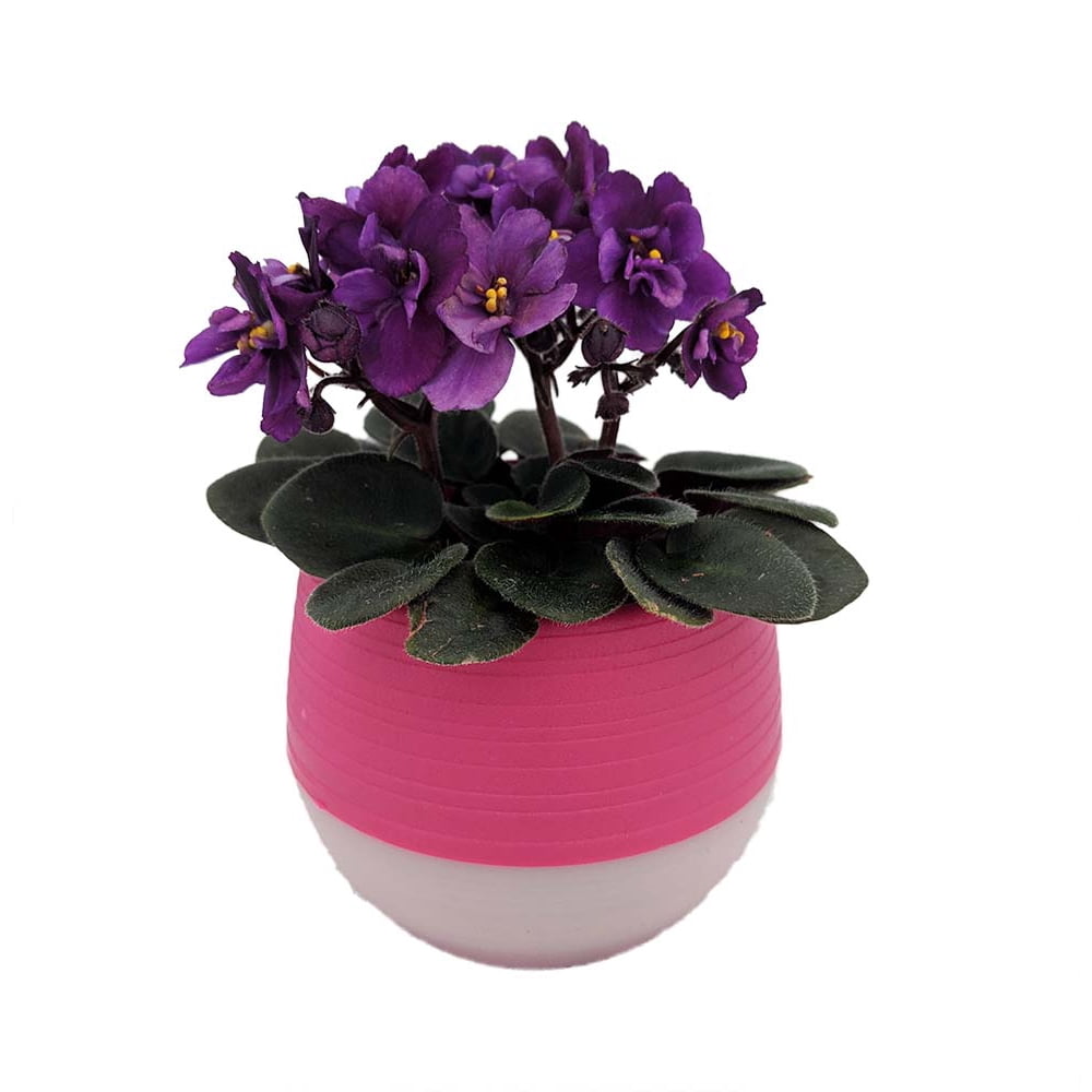 Miniature African Violet in 3" Dark Pink SelfWatering Pot Walmart