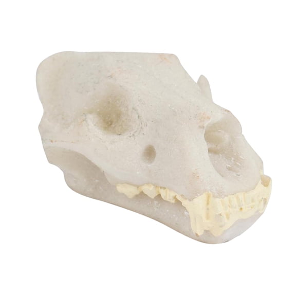 Figura de calavera de resina para decoración de acuario, adorno paisajístico para pecera. Tigre