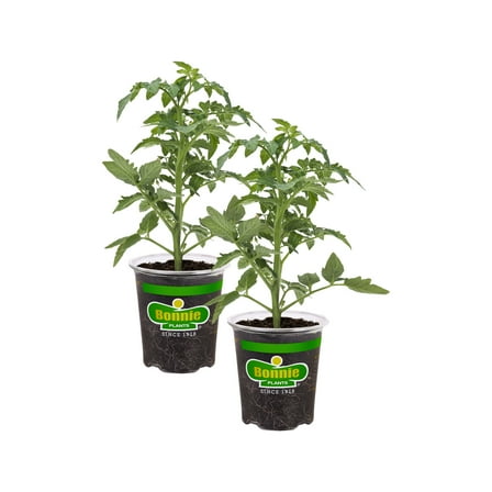 Bonnie Plants Red Beefsteak Tomato 19.3 oz. 2-Pack