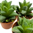 thumbnail image 6 of Haworthia African Emeralds, 2 inch Set of 3, Haworthia Retusa Tiny Mini Pixie Plants, 6 of 7