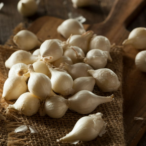 Onion Seeds - Barletta - 5 Lb ~720,000 Seeds - Allium cepa - Farm & Garden Vegetable Seeds - Non-GMO, Heirloom, Open Pollinated, Annual