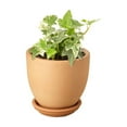 thumbnail image 4 of English Ivy 'Glacier' Live Plant for Indoor | Different Houseplants in 4'' & 6'' Pot | Real House Plant for Living Room, Office, Desk & Bathroom | English Ivy | Common Ivy, 4 of 8