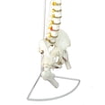 thumbnail image 4 of Wellden Medical Educational Deluxe Life Size 36" Human Spine Model w/ Stand, 4 of 4