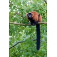 thumbnail image 2 of Richardson, Larry 11x14 Black Ornate Wood Framed with Double Matting Museum Art Print Titled - Red-ruffed lemur seeks refuge in a tree, 2 of 4