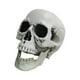 thumbnail image 4 of Calavera de Esqueleto de Halloween, Cabeza Humana de Plástico Realista, Accesorio de Fiesta Espeluznante, Decoración de Patio Interior Exterior, Ideal para Halloween, Tamaño 8 X 12 X 10 Cm, Juego de, 4 of 7